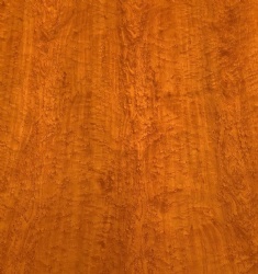 Yellow Oak